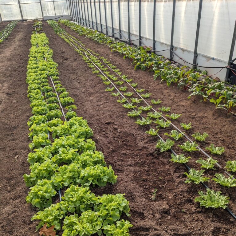 482006144 1060895262748956 6218710481473807806 n 768x768