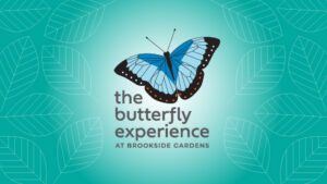 The Butterfly Experience