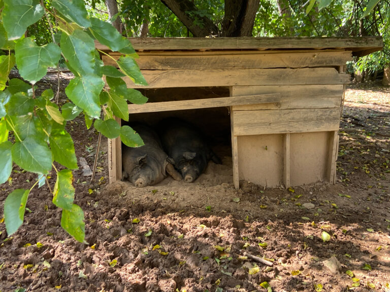 IMG 2706 1200 768x576