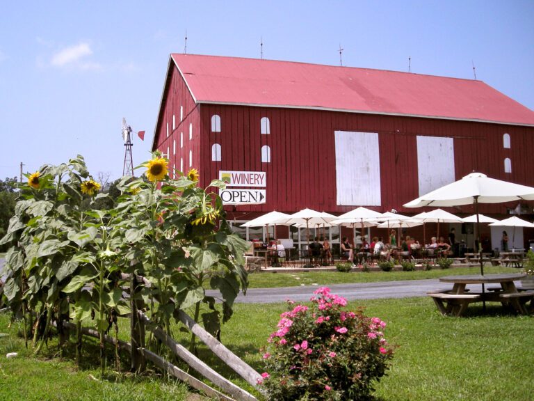 SMV barn patio sunflower2 768x576