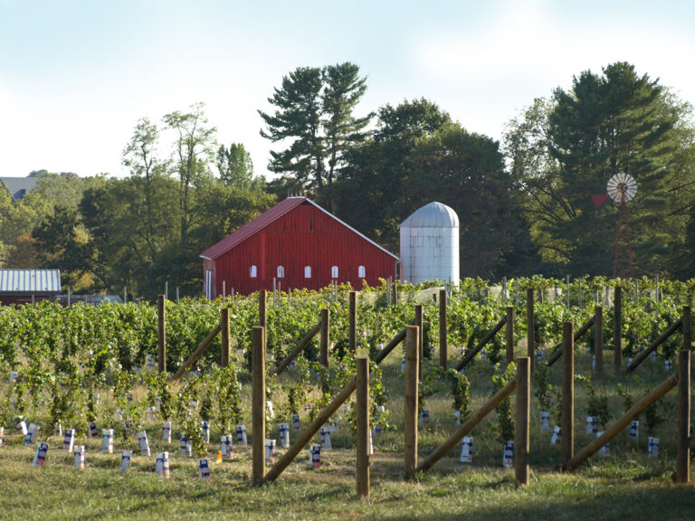 WEB ALU 2010 10 SMVStomp barn vineyard435 re 768x576